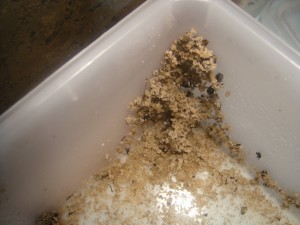 [Blog] Manica rubida de Boubou, 1222.jpg