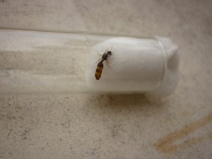 [Solenopsis] Gyne 06, P1010807.JPG