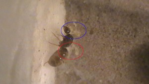 [Lasius] Identification d'une gyne, H1080005b.jpg