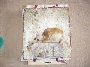 Ma fourmilière en BC, P1150272jpeg.JPG