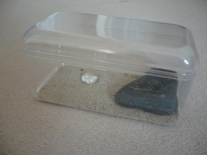 Ma fourmilière en BC, P1150278jpeg.JPG