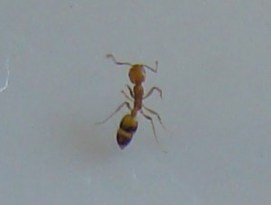 Celle-ci, je l'ai un peu assommée, car je n'avais pas la patience d'attendre qu'elle arrête de filer, mais les autres je n'y ai pas touché., [Plagiolepis cf taurica] Petite fourmi rousse Paris 2ème