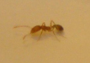 [Plagiolepis cf taurica] Petite fourmi rousse Paris 2ème, DSC06594.jpg