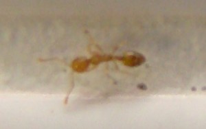 [Plagiolepis cf taurica] Petite fourmi rousse Paris 2ème, DSC06659.jpg