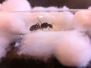 Camponotus Cruentatus, 