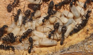 Les Camponotus de funkyben, DSC04425.JPG