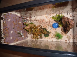 Mon 1er terra pour Formica sanguinea (petit tuto), P1060897.JPG