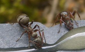 Recherche: photos de fourmis + idée pour design en-tête, cunicularia2é.jpg