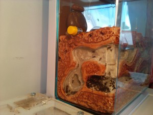 Nid façon "Ant Garden"., 2011-10-16 14.15.22.jpg