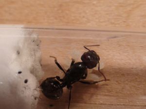 on voit bien les oeufs ., [Blog] Les 10 colonies de Messor barbarus