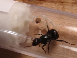 on peut voir une nymphe ., [Blog] Les 10 colonies de Messor barbarus