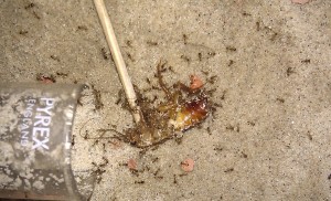 2, **Fin**[Blog] bragon's Pheidologeton diversus