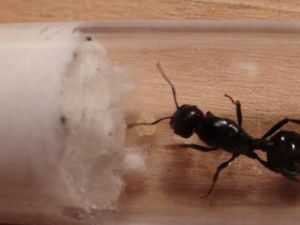 on peut voir des oeufs ., [Blog] Les 10 colonies de Messor barbarus