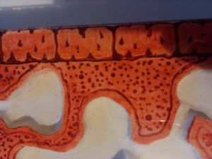 Nid dans un cadre photo deuxième édition :), 2011-10-23 20.57.48.jpg