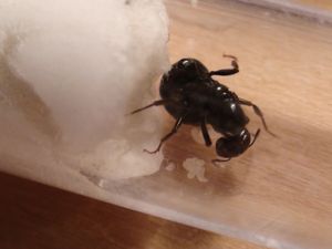 les couvain et la reine qui en cache une partie ., [Blog] Les 10 colonies de Messor barbarus