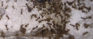 Petit Major, **Fin**[Blog] bragon's Pheidologeton diversus