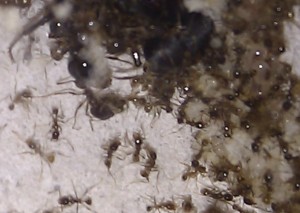 Plus gros Major, **Fin**[Blog] bragon's Pheidologeton diversus