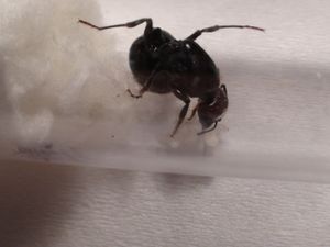 jolie photo., [Blog] Les 10 colonies de Messor barbarus
