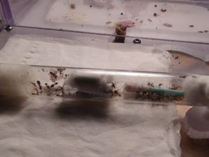 le tube vu de haut, [Blog] Pheidole en photos.