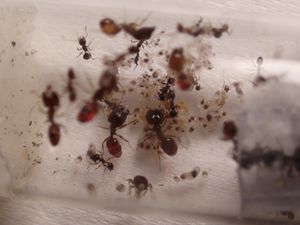 la partie avec les larves et les majors rouges bien visibles ., [Blog] Pheidole en photos.