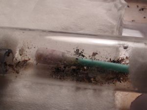 les déchets, [Blog] Pheidole en photos.