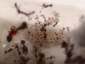 Les larves et la naissance de la nouvelle ouvrière ., [Blog] Pheidole en photos.