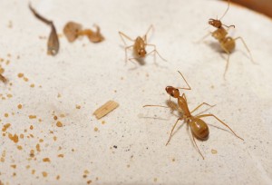 [Blog] Camponotus africaines, sanctus et sp d'Afrique de l'est, DSC04852.JPG