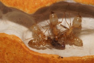 [Blog] Camponotus africaines, sanctus et sp d'Afrique de l'est, DSC04864.JPG