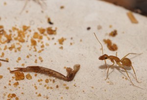 [Blog] Camponotus africaines, sanctus et sp d'Afrique de l'est, DSC04865.JPG