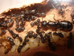 [Q/R : Fiche] Camponotus vagus, normal_DSC07527.JPG