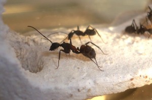 [Blog] Camponotus cruentatus - un blog de LEST, P1130197.jpg