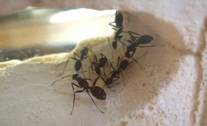 [Blog] Camponotus cruentatus - un blog de LEST, P1130224.jpg