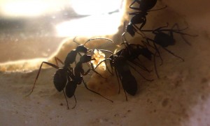[Blog] Camponotus cruentatus - un blog de LEST, P1130211.jpg