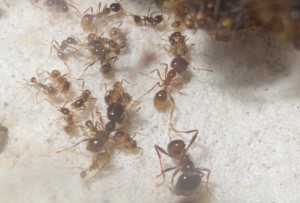 dans le nid, **Fin**[Blog] bragon's Pheidologeton diversus