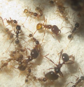 Un major venant de naître., **Fin**[Blog] bragon's Pheidologeton diversus