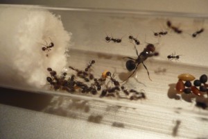 [BLOG] Messor barbarus - un blog de LEST, P1120957.jpg