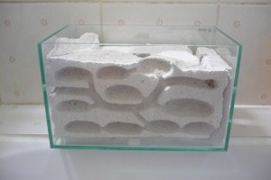 [BLOG] Messor barbarus - un blog de LEST, P1120974.jpg