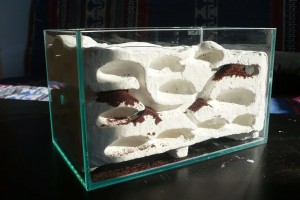 [BLOG] Messor barbarus - un blog de LEST, P1130012.jpg