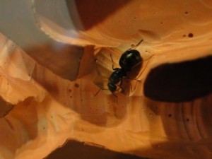 Un Formica (gyne) se balade..., Camponorium de Hierodimdius