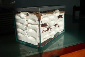 [BLOG] Messor barbarus - un blog de LEST, P1130017.jpg