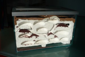 [BLOG] Messor barbarus - un blog de LEST, P1130018.jpg