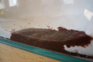 [BLOG] Messor barbarus - un blog de LEST, P1130025.jpg