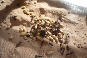 [BLOG] Messor barbarus - un blog de LEST, P1130044.jpg