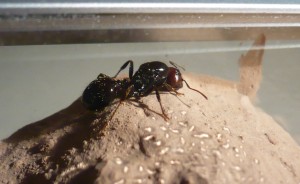 [BLOG] Messor barbarus - un blog de LEST, P1130040.jpg