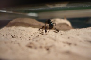 [BLOG] Messor barbarus - un blog de LEST, P1130038.jpg