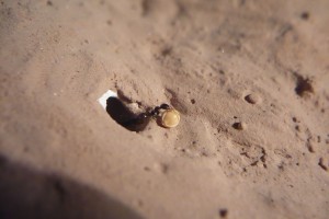 [BLOG] Messor barbarus - un blog de LEST, P1130052.jpg