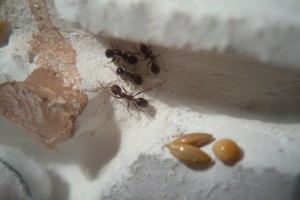 [BLOG] Messor barbarus - un blog de LEST, P1130060b.jpg