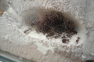 [BLOG] Messor barbarus - un blog de LEST, P1130062.jpg