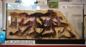 Visite du nid de mes Messor barbarus, DSC04951.JPG