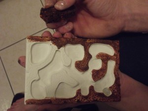 Tuto nid horizontal de M. rubra, DSCF0135.jpg